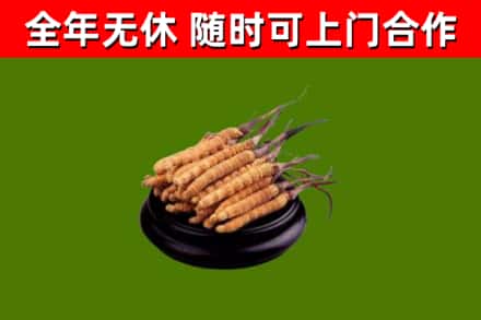 自流井区回收散虫草